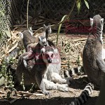 Miles de visitantes se esperan en el Zoológico de Guadalajara 